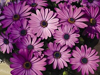 Остеоспермум Эклона