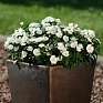 Гвоздика китайская х турецкая (Dianthus chinensis  x barbatus)