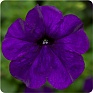 Петуния ампельная гибридная (Petunia x hybrida)