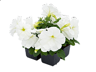 Петуния многоцветковая (генетически компактная) (Boom HD F1)