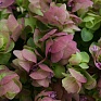 Душица круглолистная (Origanum rotundifolium)