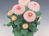 Маргаритка многолетняя