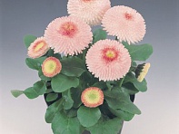 Маргаритка многолетняя (Tasso)