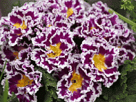 Примула бесстебельная (Sirococco F1) Примула бесстебельная (Sirococco F1)