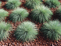 Овсяница (Buddy)