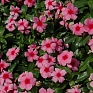 Катарантус розовый ампельный (Vinca rosea)