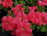 Петуния крупноцветковая (генетически компактная) (Limbo GP F1)