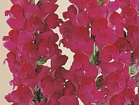 Львиный зев (Антирринум) большой (Monaco F1)