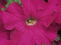 Петуния крупноцветковая (Dreams F1)