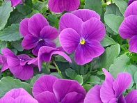 Виола рогатая (Corina F1)