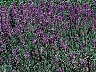 Лаванда узколистная (Hidcote)