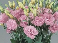 Лизиантус (Эустома) крупноцветковый (Super Magic F1)