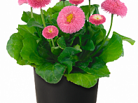 Маргаритка многолетняя