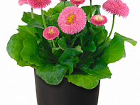 Маргаритка многолетняя (BellaDaisy)