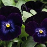Виола рогатая (Viola cornuta)