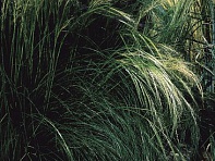 Ковыль тончайший (Pony Tails)