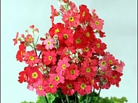 Примула нежная (Fair Lady)