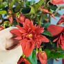 Бегония гибридная ампельная (зеленая листва) (Begonia hybrida)