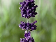 Лаванда узколистная (Scent Blue)