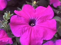 Петуния многоцветковая (Lambada F1)