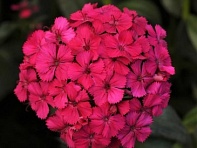 Гвоздика турецкая (Amazon F1)