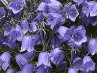 Колокольчик спиральнолистный (Swinging Bells)