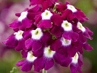 Вербена гибридная ампельная (Obsession Cascade F1)