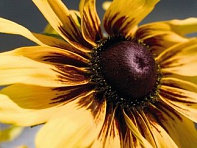 Рудбекия волосистая (Denver Daisy)