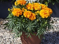 Бархатцы триплоидные (Endurance F1)