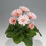Гербера Джемсона (Gerbera jamesonii)