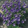 Колокольчик карпатский (Campanula carpatica)