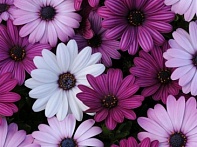 Остеоспермум Эклона