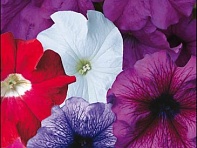 Петуния крупноцветковая (Donna F1)