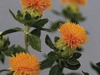 Сафлор красильный (Grenade) Сафлор красильный (Grenade)