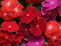 Катарантус розовый (Pacifica XP)