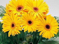 Гербера Джемсона (Royal F1)