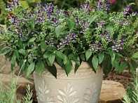 Шлемник яванский (Veranda)