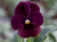 Виола рогатая (Bel Viso F1)