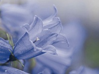 Колокольчик ложечницелистный (Alpine Breeze)