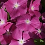 Катарантус розовый (Vinca rosea)
