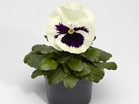 Виола Виттрока