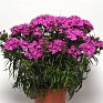 Гвоздика турецкая (Dianthus barbatus)