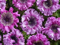 Петуния крупноцветковая (Чехия) превосходнейшая (Rosea)