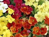 Губастик гибридный (Maximus F1)