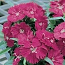 Гвоздика китайская х турецкая (Dianthus chinensis  x barbatus)