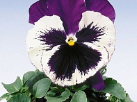 Виола Виттрока