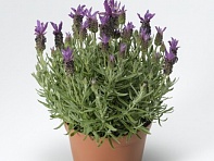 Лаванда стэхадская (Castilliano 2.0)