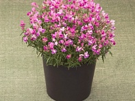 Льнянка марокканская (Fantasista)