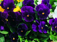 Виола рогатая (Penny F1)