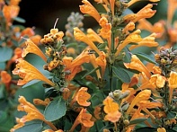 Многоколосник гибридный